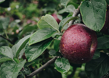 orchard business plan armenia