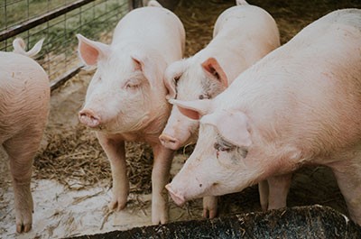 pork pig hog business in armenia consulting