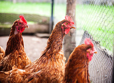 poultry chicken business in armenia consulting